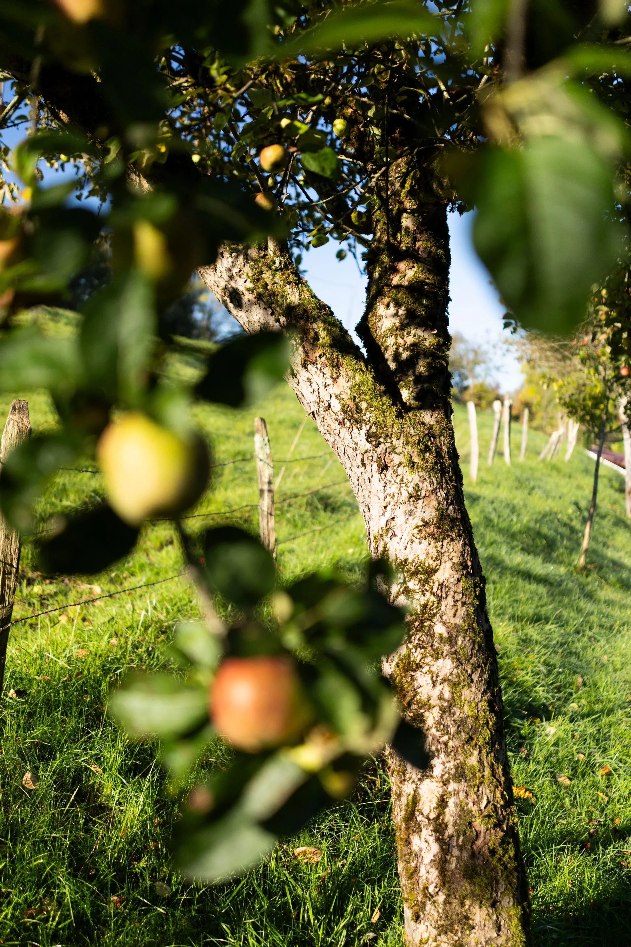 Pommier avec fruits dans un verger ensoleillé