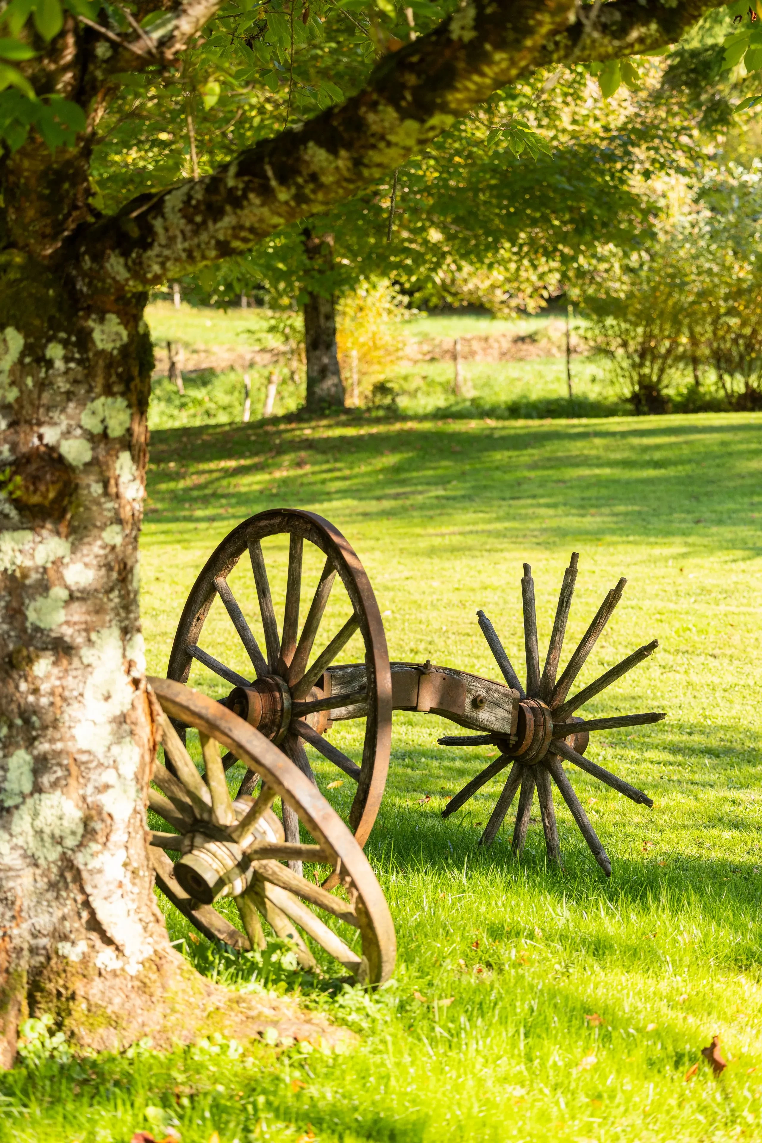 Vieilles roues en bois sous un arbre - Séjour Jura - Domaine La Scierie