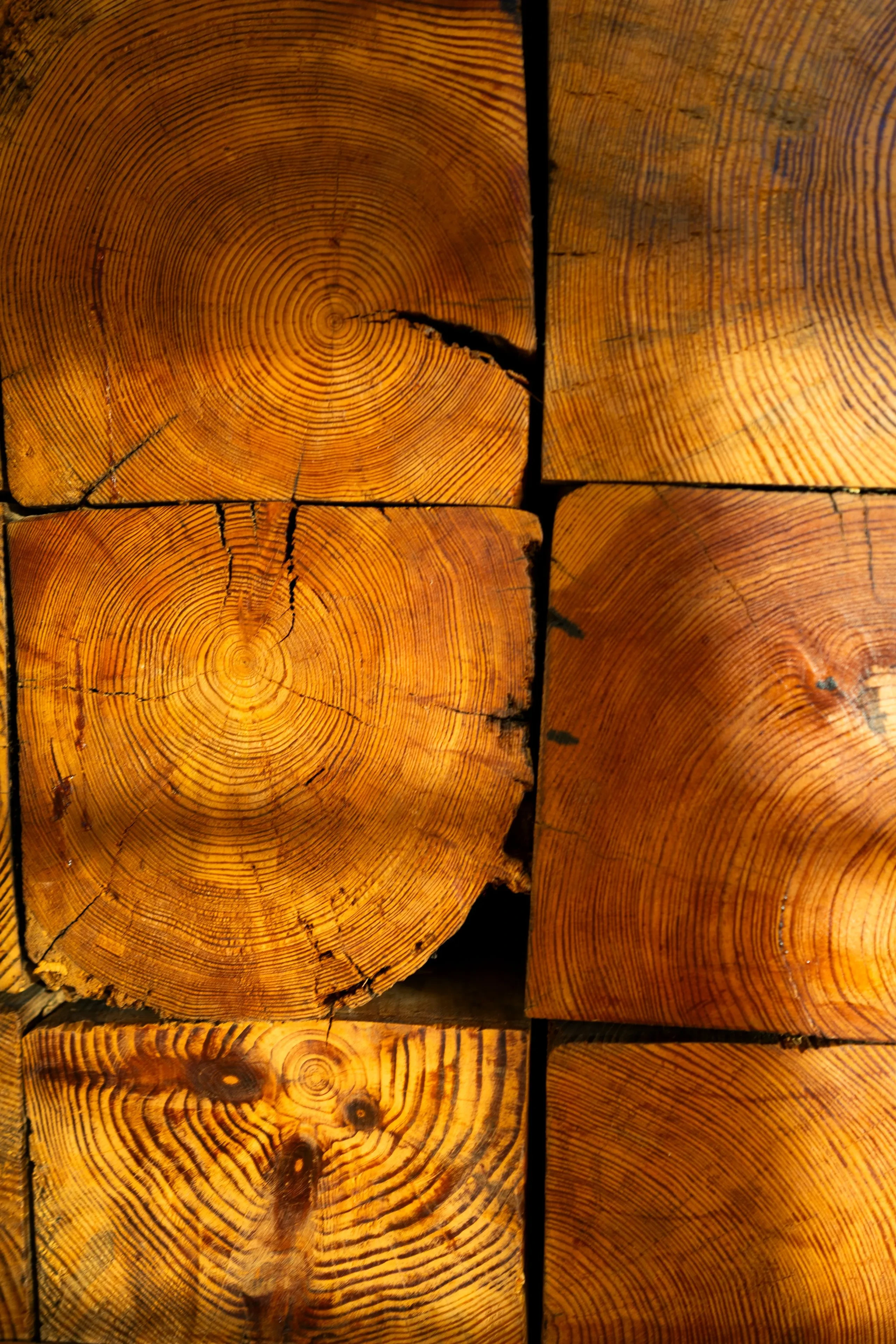 Tranches de bois montrant les cernes de croissance - Séjour Jura - Domaine La Scierie